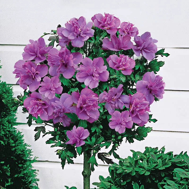 Lollipop Hibiscus Standard Trio - Image 4