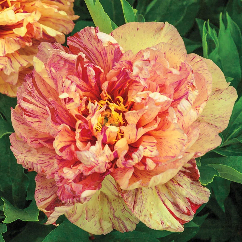 Lollipop Itoh Peony - Image 2