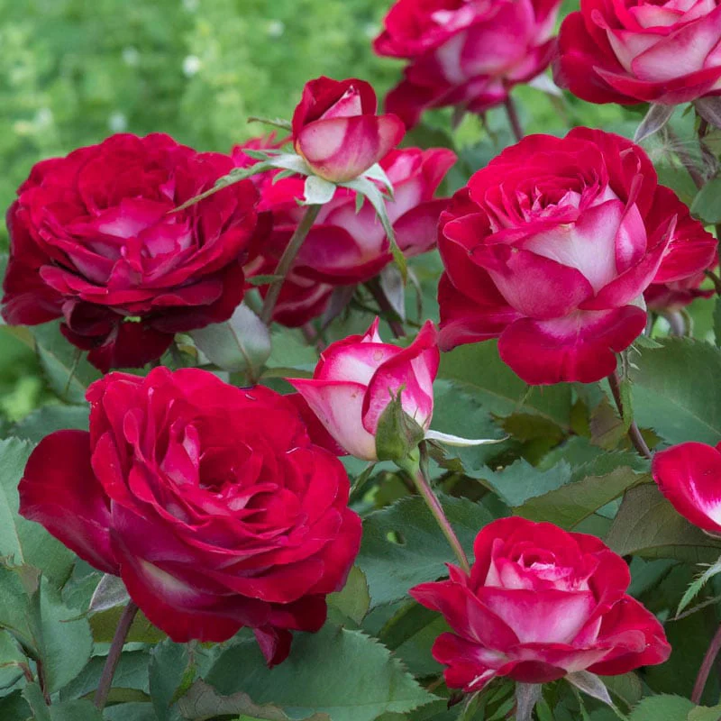 Love at First Sight Hybrid Tea Rose - Image 3