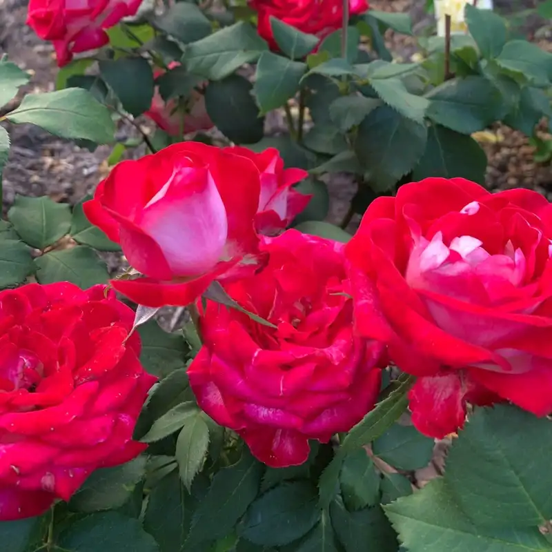 Love at First Sight Hybrid Tea Rose - Image 4