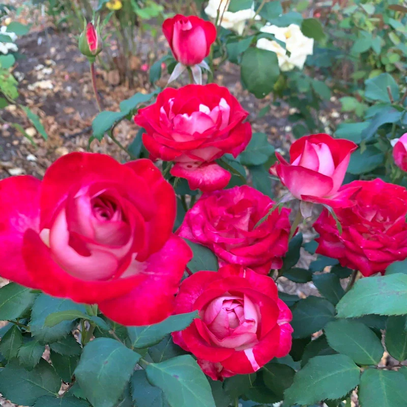 Love at First Sight Hybrid Tea Rose - Image 5