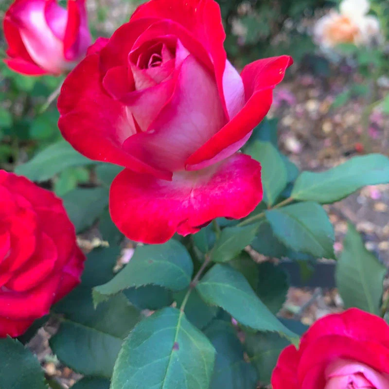 Love at First Sight Hybrid Tea Rose - Image 6