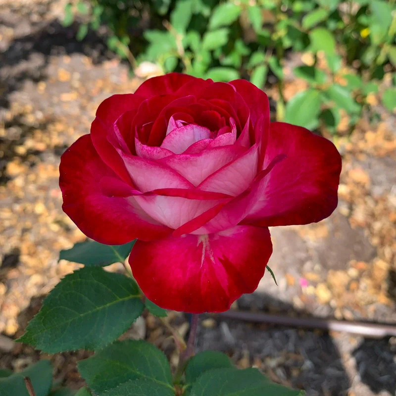 Love at First Sight Hybrid Tea Rose - Image 7