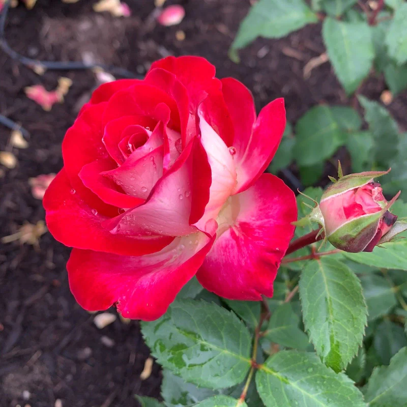Love at First Sight Hybrid Tea Rose - Image 8