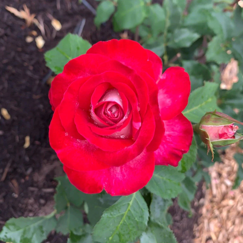 Love at First Sight Hybrid Tea Rose - Image 9