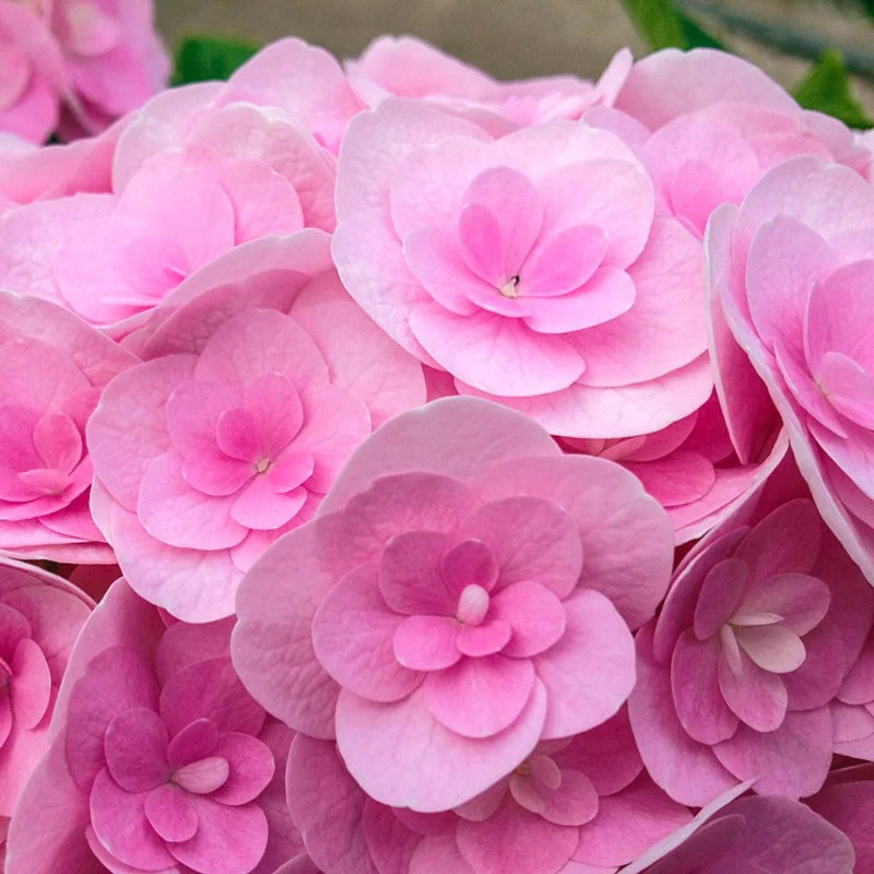 Love Hydrangea