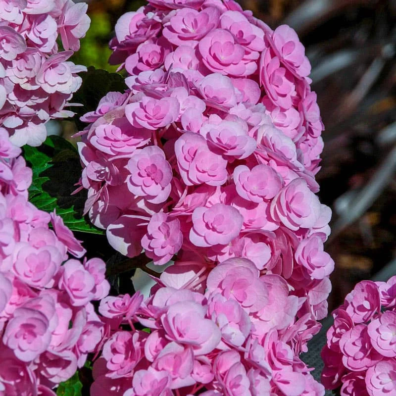 Love Hydrangea - Image 2