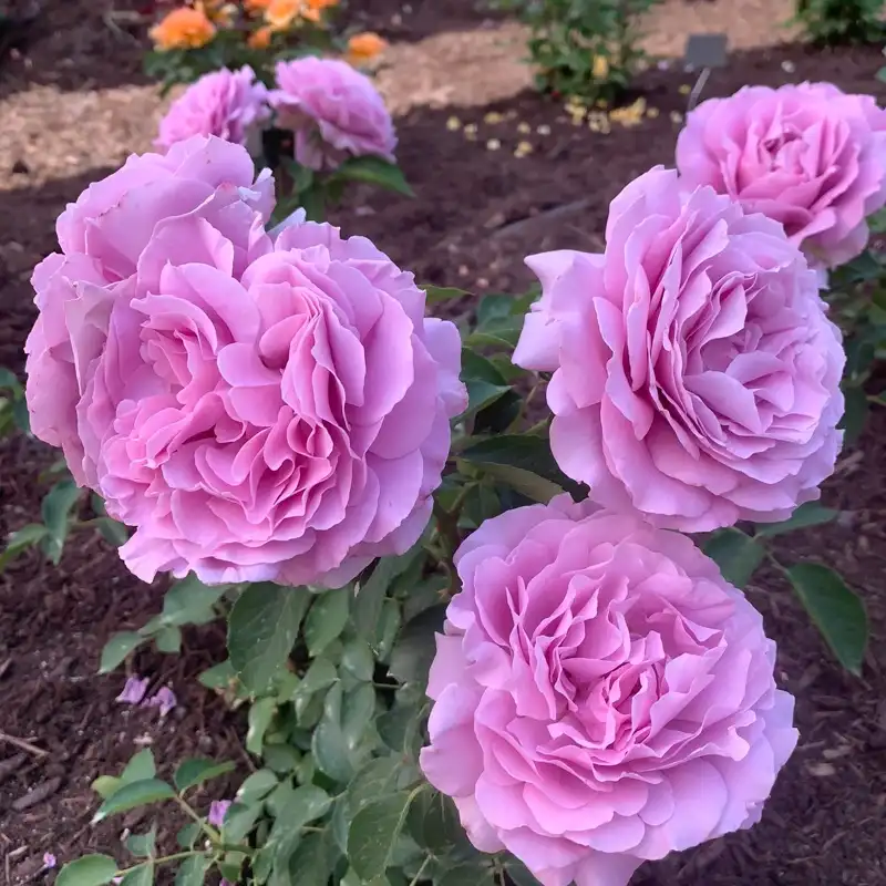 Love Song Floribunda Rose - Image 3