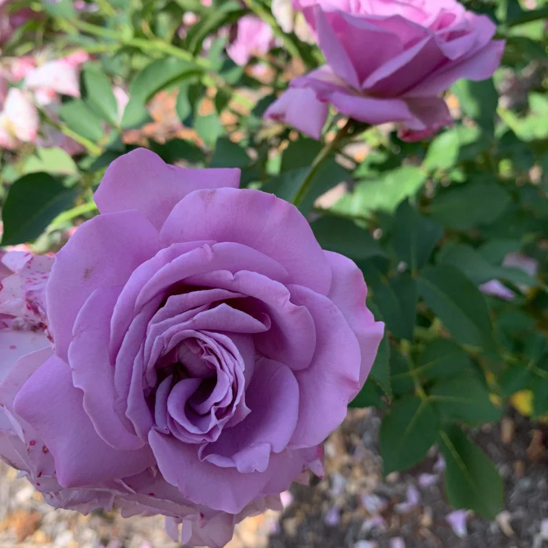 Love Song Floribunda Rose - Image 4