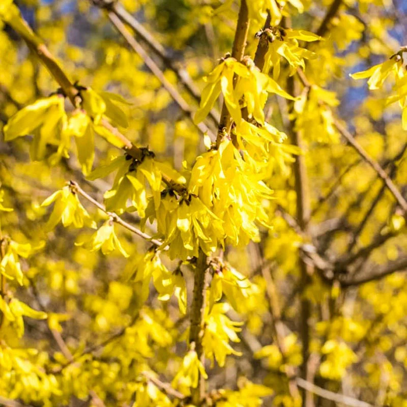 Lynwood Gold Forsythia - Image 2