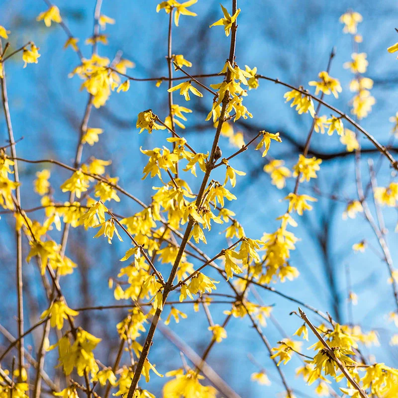 Lynwood Gold Forsythia - Image 3