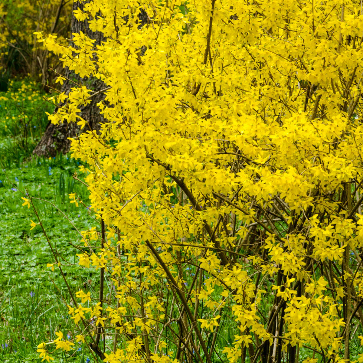Lynwood Gold Forsythia - Image 4