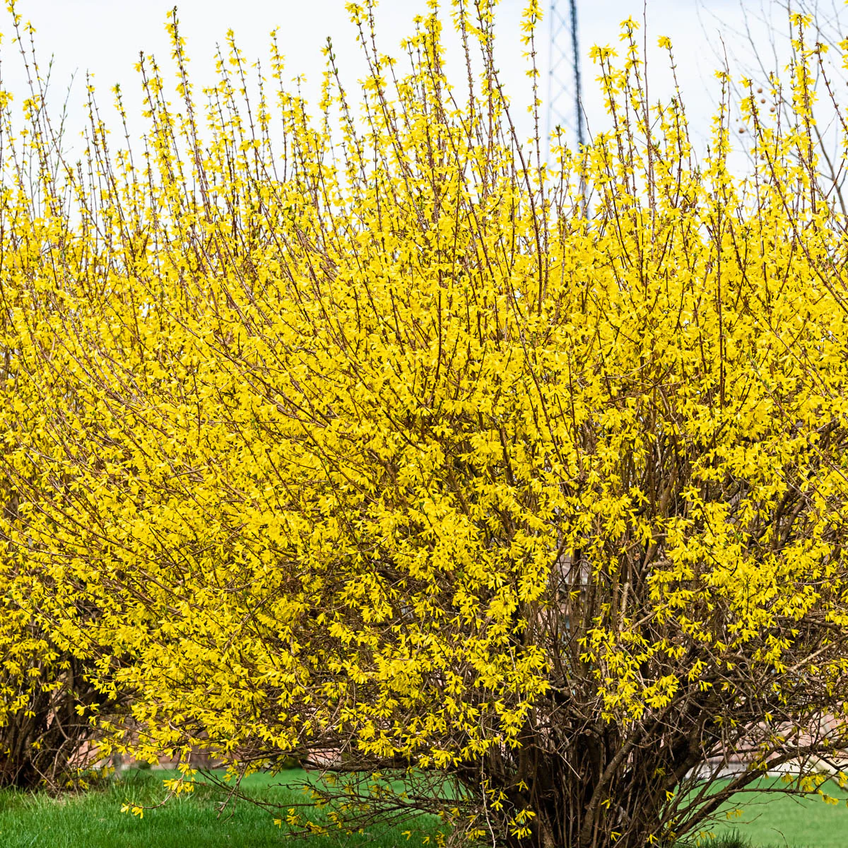 Lynwood Gold Forsythia - Image 5