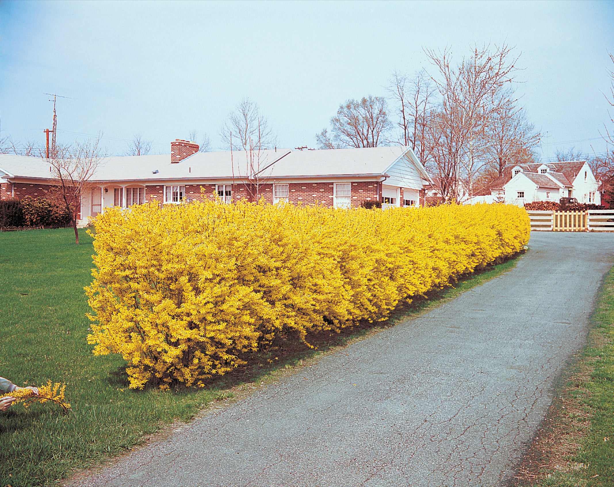 Lynwood Gold Forsythia - Image 6