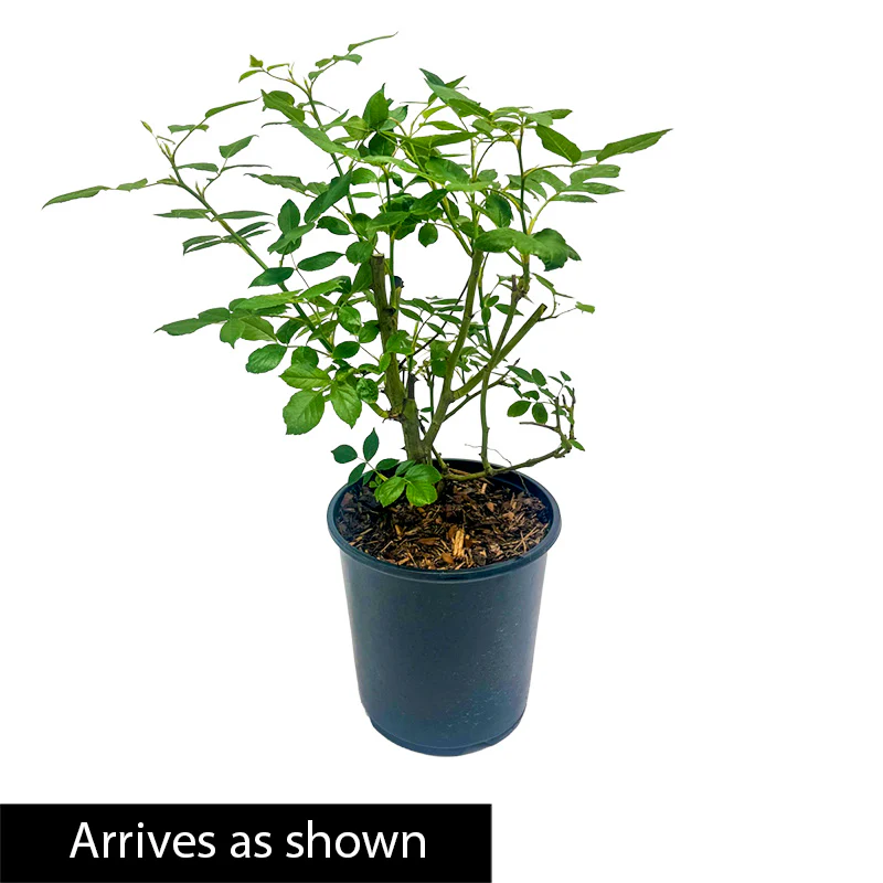 Lynwood Gold Forsythia - Image 8