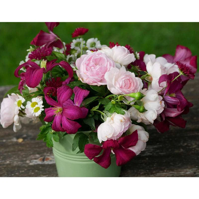 Clematis Madame Julia Correvon - Image 3