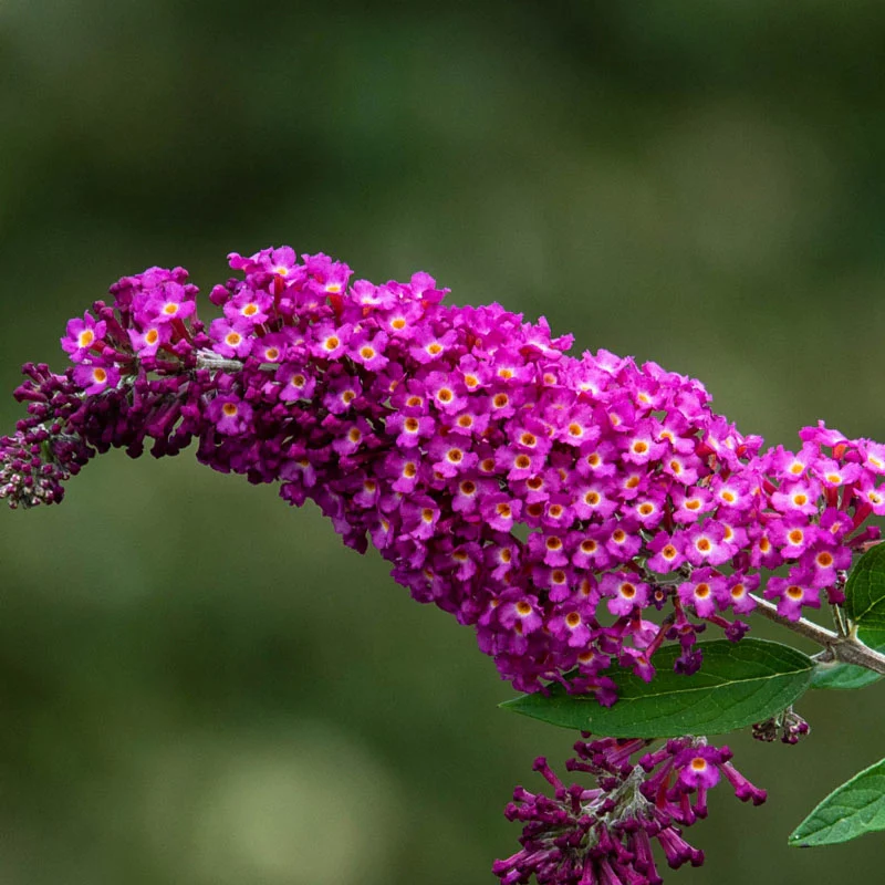 Magenta Darling Butterfly Bush - Image 2