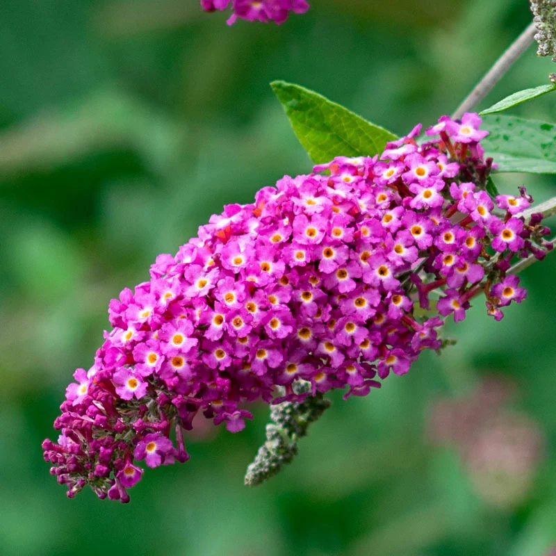 Magenta Darling Butterfly Bush - Image 3