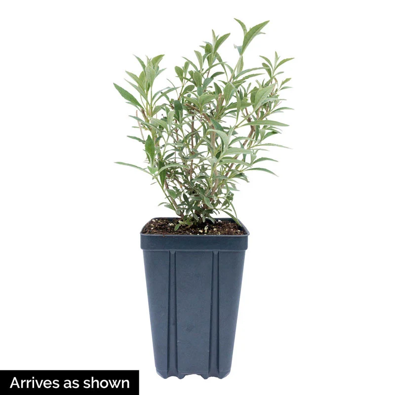Magenta Darling Butterfly Bush - Image 4