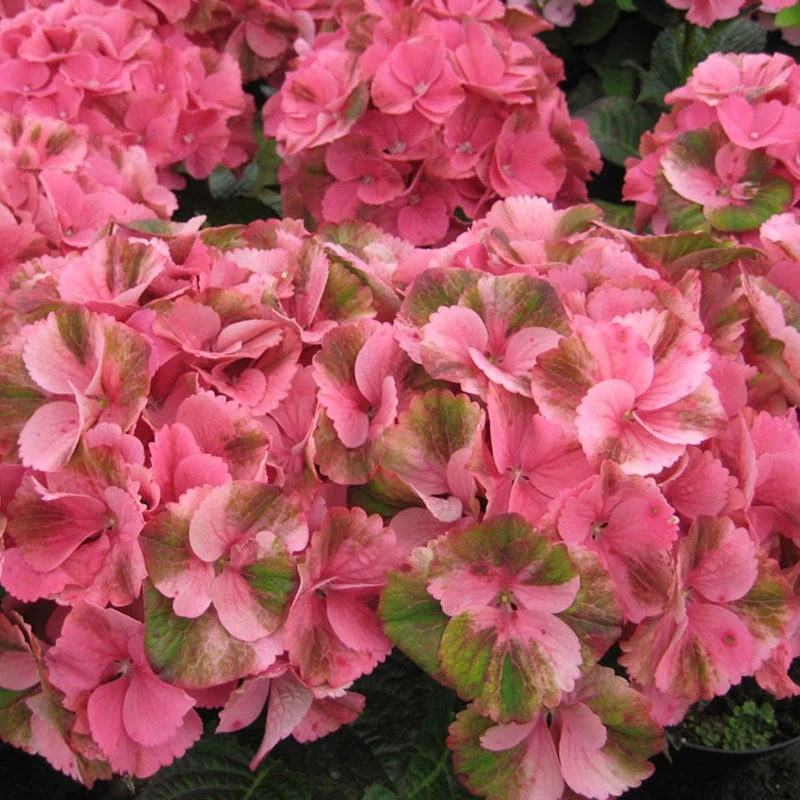 Magical® Elegance Hydrangea