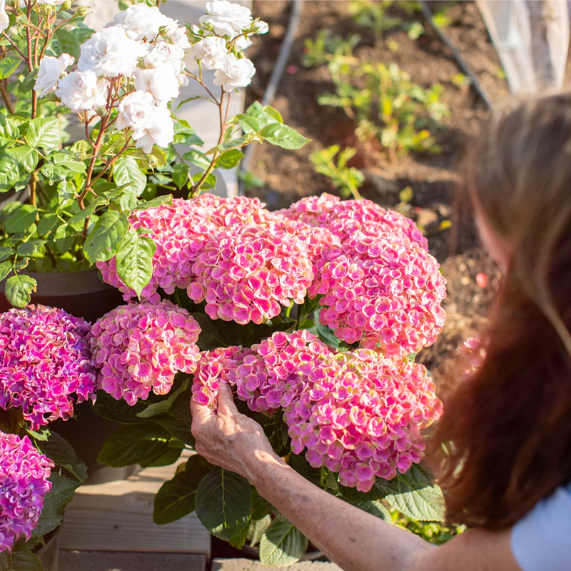 Magical® Amazone Hydrangea - Image 2