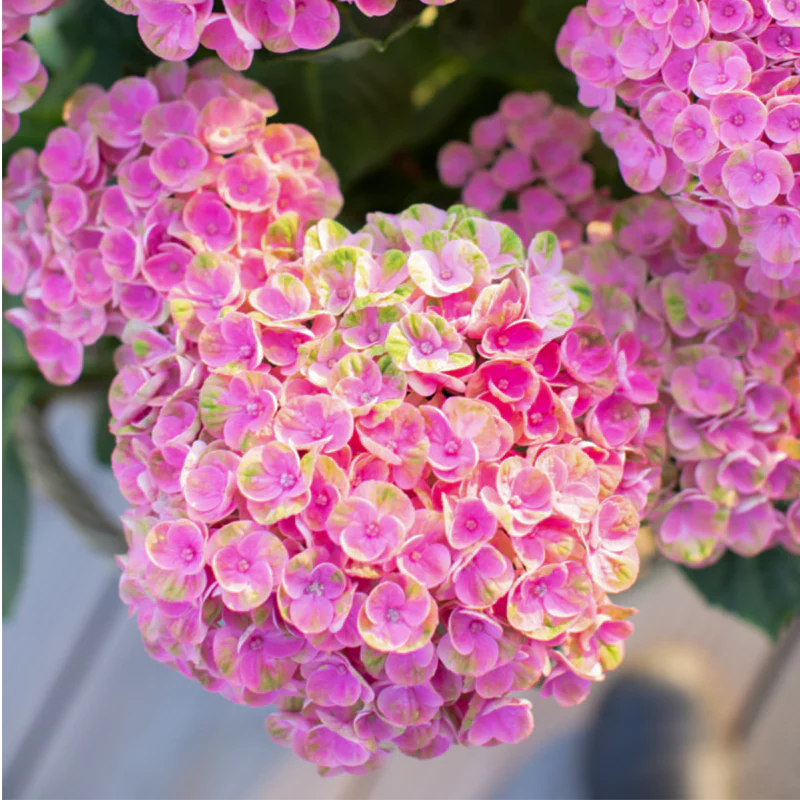 Magical® Amazone Hydrangea - Image 3