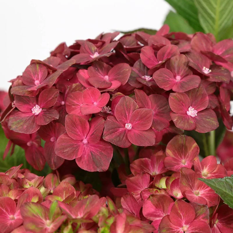 Magical® Chocolate Hydrangea
