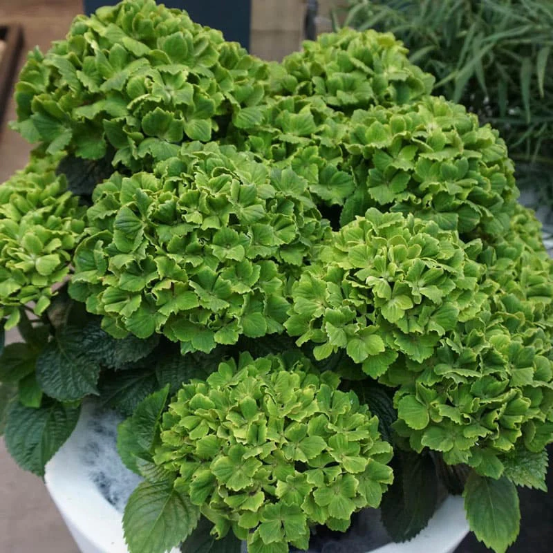Magical® Rhapsody Hydrangea
