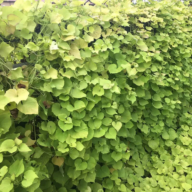Treasure Island Makatea Sweet Potato Vine - Image 4