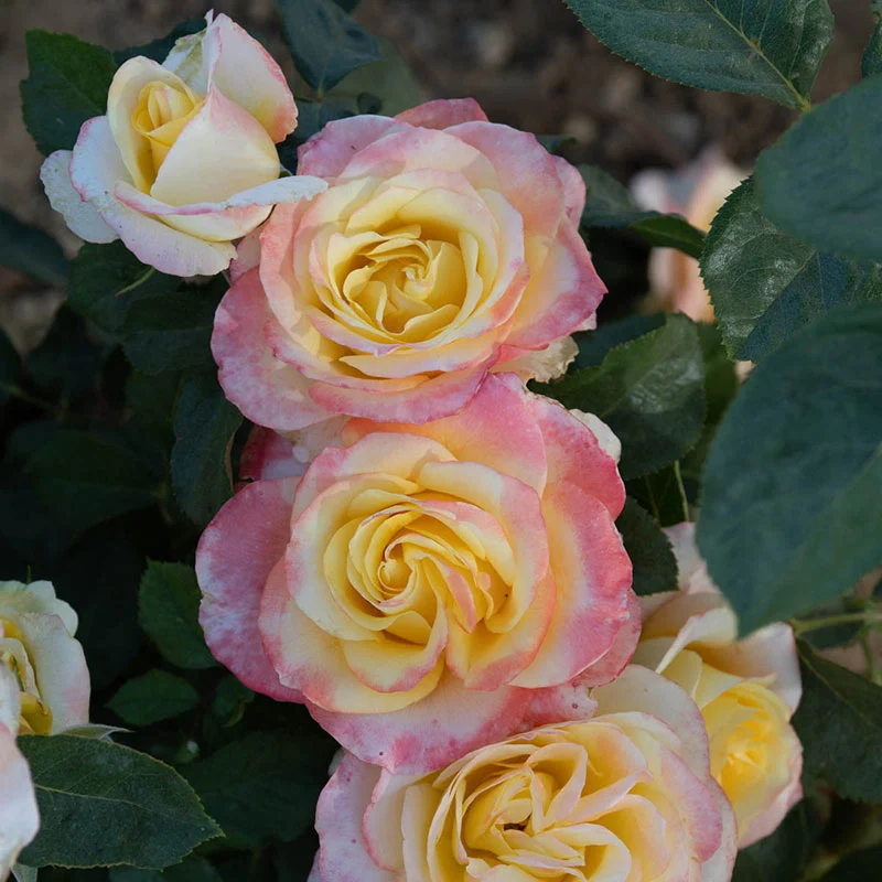 Make Me Blush™ Hybrid Tea Rose