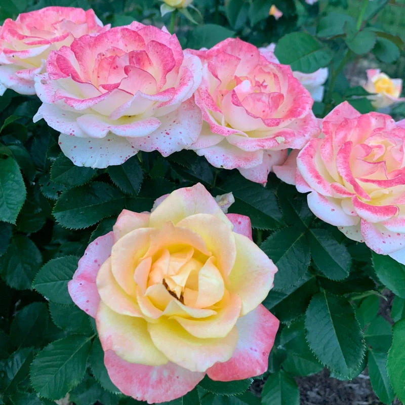 Make Me Blush™ Hybrid Tea Rose - Image 10