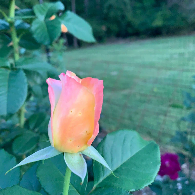 Make Me Blush™ Hybrid Tea Rose - Image 11