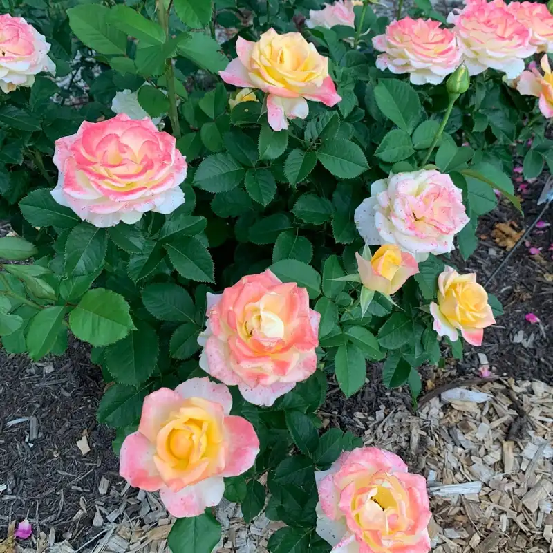Make Me Blush™ Hybrid Tea Rose - Image 2