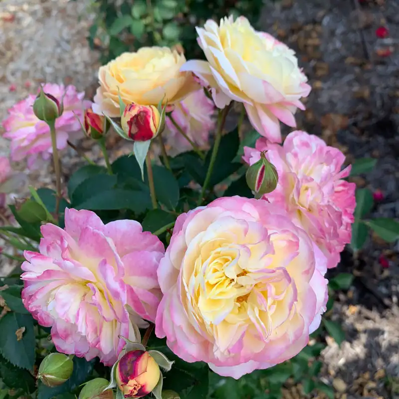 Make Me Blush™ Hybrid Tea Rose - Image 6