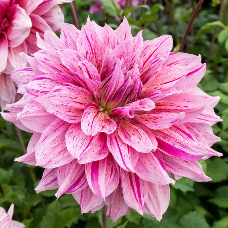 Maki Dahlia - Image 2