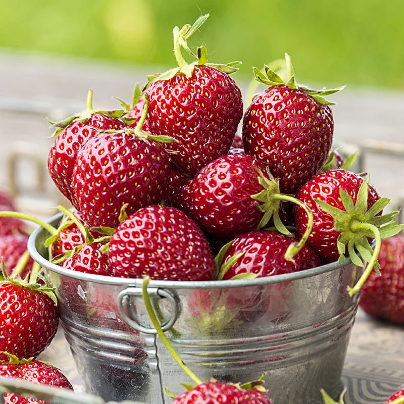Mara Des Bois Everbearing Strawberry - Image 2