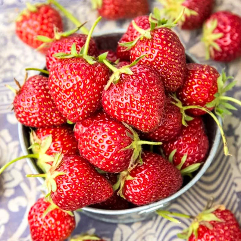 Mara Des Bois Everbearing Strawberry - Image 3