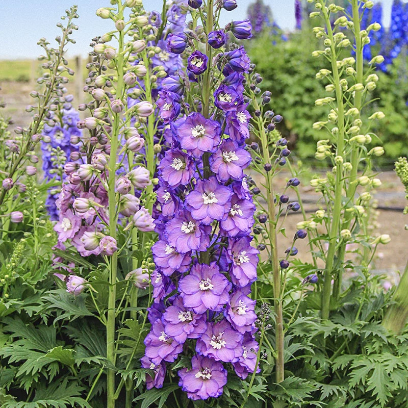 Marble Delight Delphinium - Image 2