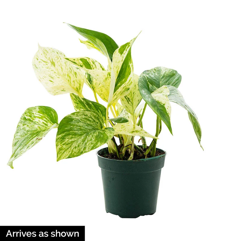 Marble Queen Pothos - Image 3