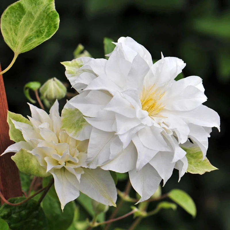 Clematis Maria Sklodowska Curie - Image 3