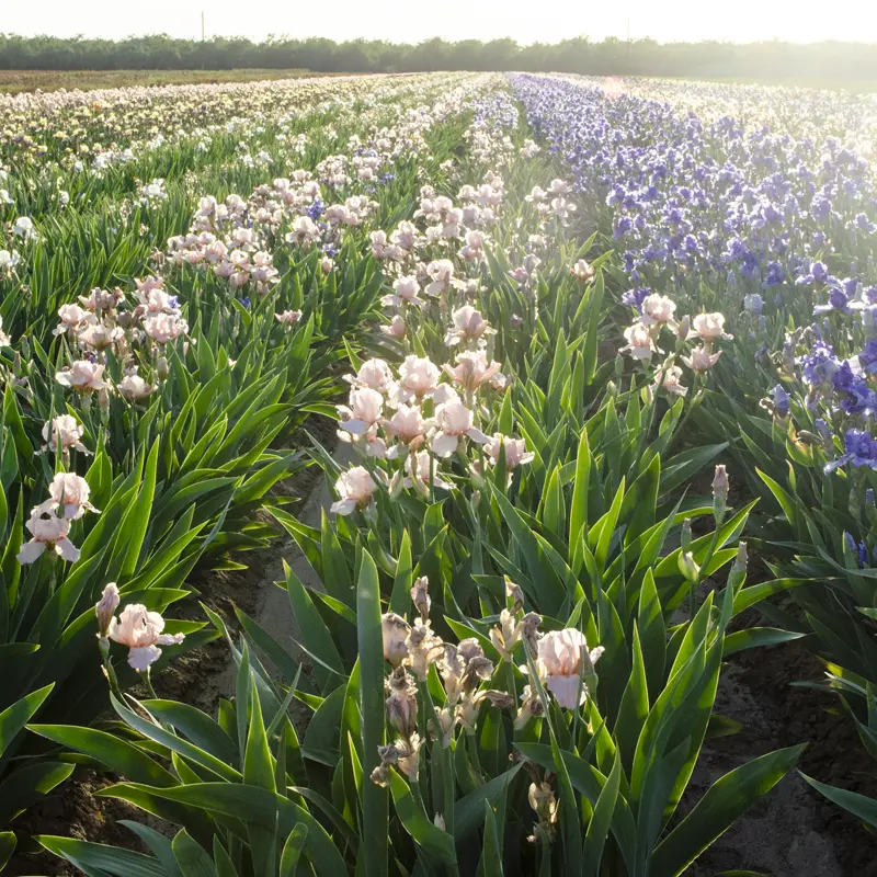 Maria Tormena Bearded Iris - Image 2