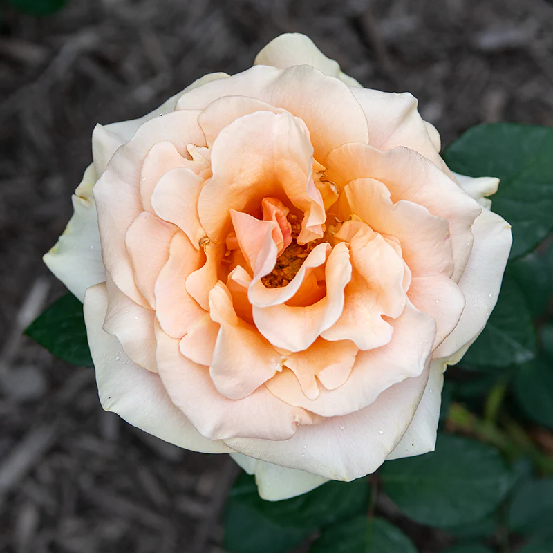 Marilyn Monroe™ Hybrid Tea Rose - Image 2