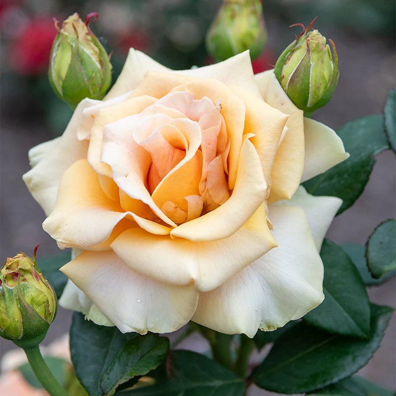 Marilyn Monroe™ Hybrid Tea Rose - Image 3