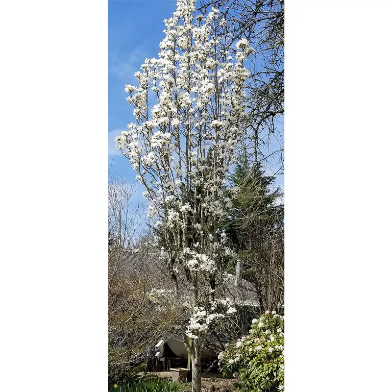 Marilyn's Choice Magnolia - Image 2