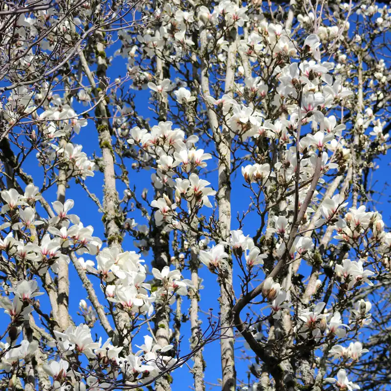 Marilyn's Choice Magnolia - Image 3