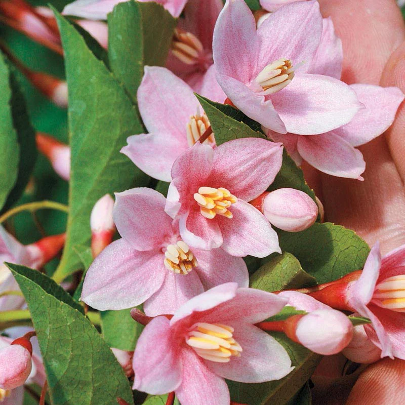 Marley's Pink® Japanese Snowbell