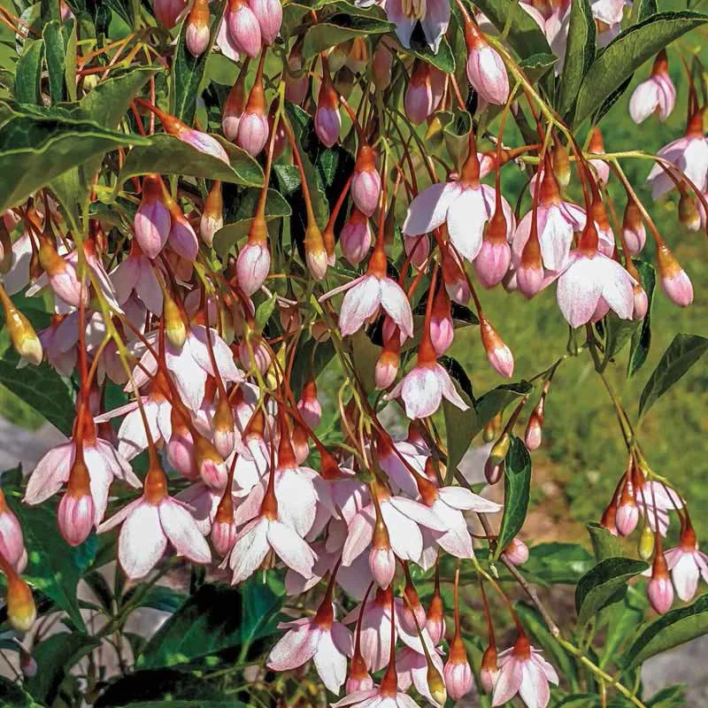 Marley's Pink® Japanese Snowbell - Image 2