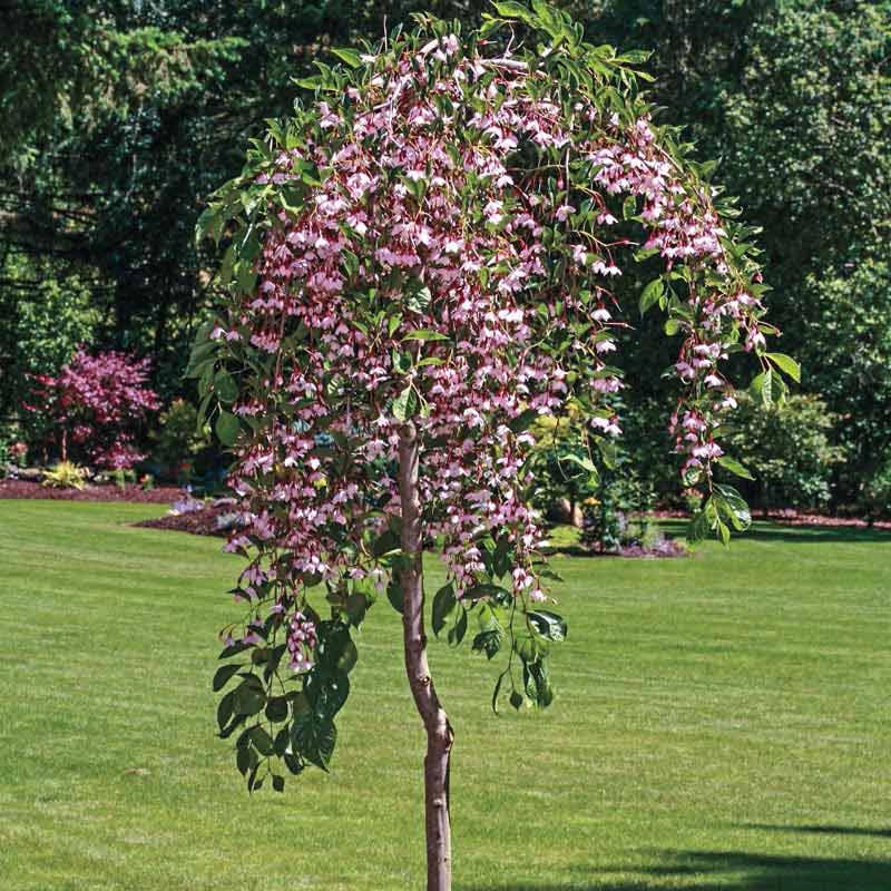 Marley's Pink® Japanese Snowbell - Image 3
