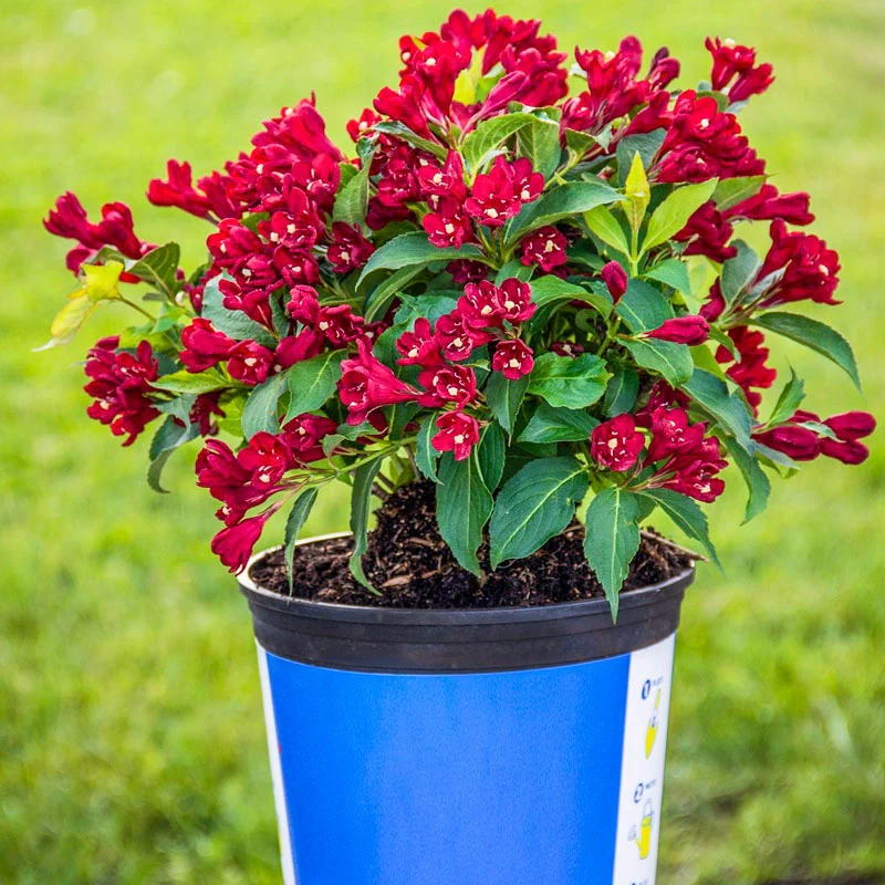 Maroon Swoon® Weigela - Image 2