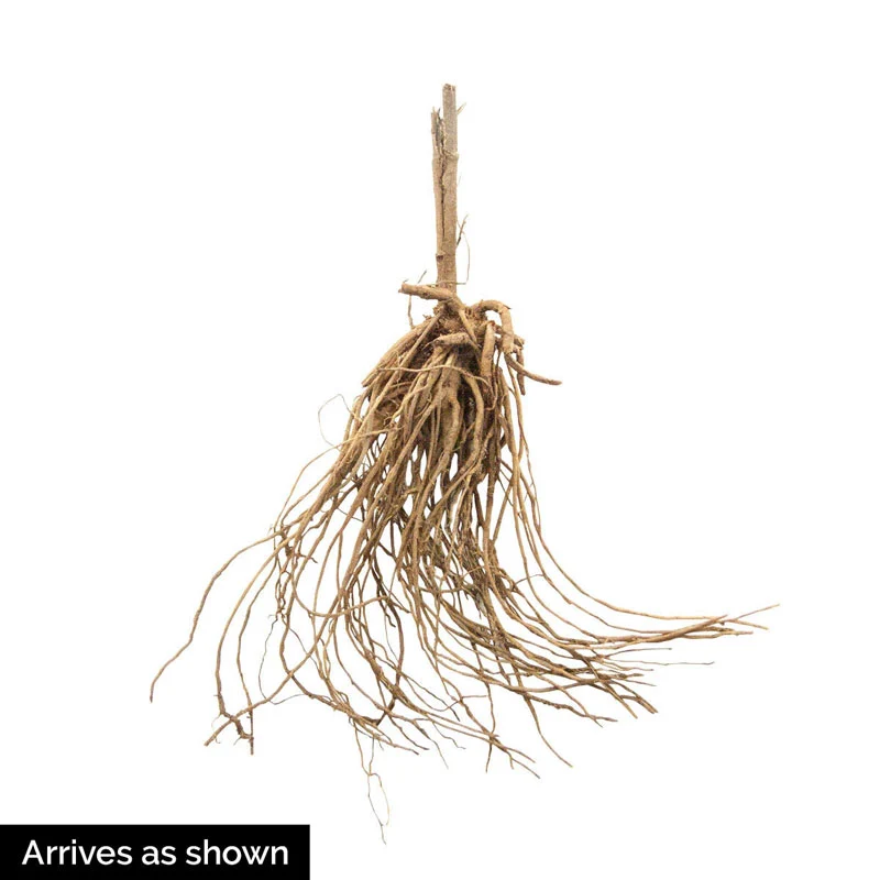 Maximilian Perennial Sunflower - Image 2